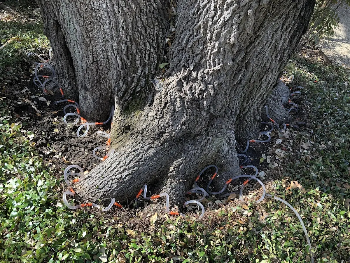Detailed Tree Cabling and Bracing job site in Wisdom