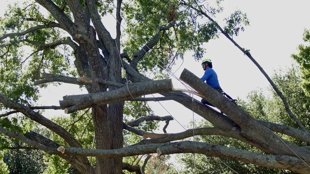 Professional Hazardous Tree Removal performed by certified arborists in Wisdom